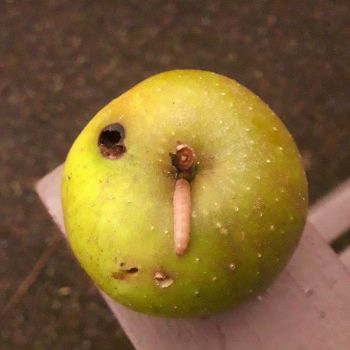 Apple Worm